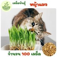 ราคา เมล็ดพันธุ์หญ้าแมว 100 เมล็ด (41529758014)