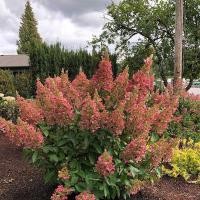 ราคา 3 เมล็ด ดอกไฮเดรนเจีย ดอกสามเดือน ใช้แทนคำขอบคุณ Hydrangea Seeds สายพันธุ์ Candelabra (40173687353)