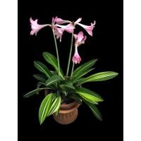 ราคา ว่านรางนาค(ไม้ไทยโบราณหายาก) ว่านสี่ทิศ(Amaryllis) ดอกสีชมพูอมม่วง (27303262560)