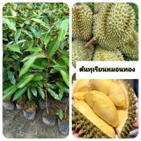 ราคา ต้นทุเรียนหมอนทอง ทุเรียนหมอนทอง (28137146856)