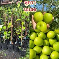 ราคา ต้นพุทรานมสดรสชาติหวาน กรอบ (54509433664)