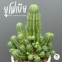 ราคา ยูโฟเบีย Euphorbia Fruticosa Inermis แคคตัส กระบองเพชร cactus&succulent (27885906105)