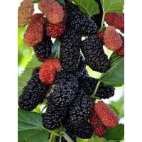 ราคา ต้นหม่อนดำออสตุรกี 1 ชุดได้ 2 ต้น ต้นหม่อนหรือมัลเบอรี่ (mulberry) ชนิดกินผล ลูกใหญ่กว่าพันธุ์อื่น สายพันธุ์ดำออสตุรกี (24773407469)