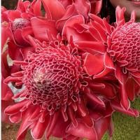 ราคา ดอกดาหลาหน่อพันธุ์ดาหลา สีแดงกับสีชมพู (8245797194)