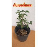ราคา ต้นเชอรี่แคระ ไม้ทำบอนไซ (4908381106)