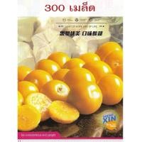 ราคา เมล็ดพันธุ์ เคพกูสเบอร์รี่ 300 เมล็ด เหลือง Cape Gooseberry เมล็ดโทงเทงฝรั่ง เมล็ดระฆังทอง (25572594011)