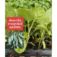 ราคา ต้นกล้า มะเขือเปราะลายลูกรักบี้(ชุด20ต้น)มะเขือหวาน (44906070568)
