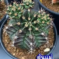 ราคา ❤️❤️มีส่งด่วน❤️❤️ยิมโน โคลน เสือสมิง /Cactus /Gymno/Gymnocalycium/ยิมโนด่าง/ไม้ชำหน่อ​ (29335235769)