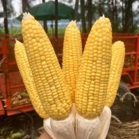 ราคา 40 เมล็ด ข้าวโพด ข้าวสาลี คง โพด Corn Maize Seeds สายพันธุ์ เทียนทิพย์ (27642551994)