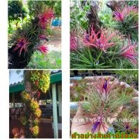 ราคา (ขาย ต้นพันธุ์) ต้น ต้นทิลแลนด์เซีย Tillandsia ทิลแลนด์เซีย ตีนเป็ด ต้นทิลแลนด์เซียตีนเป็ด ทิลแลนเซีย fadel (12920278036)