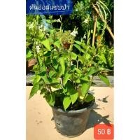 ราคา ต้นอ่อมแซ่บป่า หรือที่รู้จักกันในชื่อ เบญจรงค์ 5 สี, ตำลึงหวาน, บุษบาริมทาง หรือ หญ้าเบญจรงค์ (57109104693)
