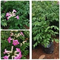 ราคา ต้นแฮปปี้เนส(ping trumpet vine)ขนาด70ซม.1ต้น (20677634089)