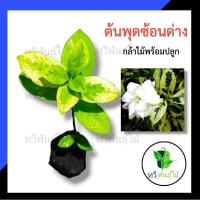ราคา ต้นพุดซ้อน ด่าง กล้าไม้พร้อมปลูก TAWEE PANTMAI ต้นพุด พุดซ้อน (9505375646)