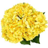 ราคา 20 เมล็ด ไฮเดรนเจีย Hydrangea Seeds สีเหลือง ไฮเดรนเยีย สายพันธุ์ฝรั่งเศส (8375637475)