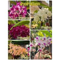 ราคา กล้วยไม้ช้าง Rhyncostylis gigantea ฤดูดอกพฤษจิกายน-มกราคม (7243050827)