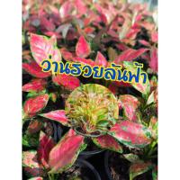 ราคา ต้นว่านรวยล้นฟ้า ว่านรวยล้นฟ้า ว่านขันหมาก เขียวหมื่นปี ว่านกาญจนา อโกลนีมา ไม้ดอก ไม้ประดับ ไม้มงคล (1 ต้น/แพ็ค) (6838209323)