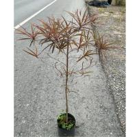 ราคา ต้นหูกระจงแดง ต้นแผ่บารมี ไม้มงคลเสริมบารมี เจริญรุ่งเรือง (60-80cm) (47202990591)