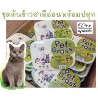 ราคา ชุดต้นข้าวสาลีอ่อน ออร์แกนิค พร้อมปลูก Pet Grass สำหรับสัตว์เลี้ยง (7858766884)