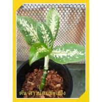 ราคา ต้นสาวน้อยปะแป้ง Dumb Cane (13327568287)