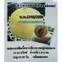ราคา เมล็ดพันธุ์เมล่อนลูกผสม F1 พันธุ์กาเลีย จันทร์หอม เนื้อเขียว แบ่งขาย 20 เมล็ด (1385198077)