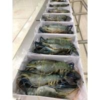 ราคา กุ้งแม่น้ำขนาดใหญ่ แท้ 2 ตัว 3 ต้ว 4 ตัว 5 ตัว ถึง 10 ตัว/โล (9037887485)