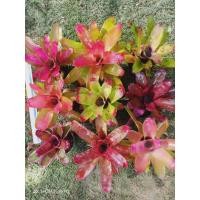 ราคา สับปะรดสีสำหรับตกแต่งสวน 9 ต้น (17395769666)