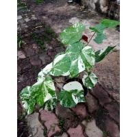 ราคา กิ่งพันต้นโพธิ์ 7 สี หรือ ต้นโพธิ์ทะเลด่าง (Thespesia populnea variegated) ตัดสด (6846007867)