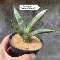 ราคา ต้นลิ้นมังกร Sansevieria Boncel Devil (52557285593)
