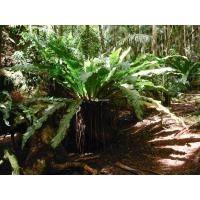 ราคา Bird's Nest Fern, Bird's Nest Fern, Osaka Royal Fern, Size XL (52452242672)