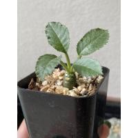 ราคา Dorstenia มะพร้าวทะเลทราย แคคตัส กระบองเพชร พร้อมส่ง (11901468339)