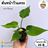 ราคา ต้นหน้าวัวแคระ สีชมพู จัดส่ง 2 ต้นขึ้นไป คละแบบได้ (19486561366)