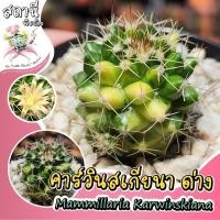 ราคา แมมคาร์วินสเกียนาด่าง Mammillaria karwinskiana variegated ไม้ชำหน่อ กระบองเพชร ไม้อวบน้ำ succulent แคคตัส cactus (29186964724)