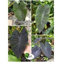 ราคา Colocasia บอนดำแบล็คเมจิก และแบล็คเมจิกกลาย Black Magic (var.) จัดส่งเป็นต้นขนาดเล็ก (11311275916)