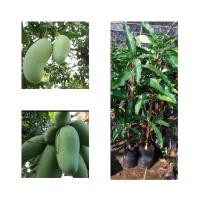 ราคา มะม่วงมันขุนศรีกิ่งทาบขนาด70ซม.(1ต้น) (11116484921)