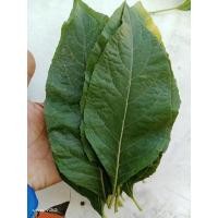 ราคา ใบสดหนานเฉาเหว่ย ส่งเฉพาะใบสด ลดน้ำตาลในเลือด 30 ใบ 50 บาท (24576999463)