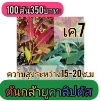 ราคา ต้นกล้ายูคาลิปตัส K7 15-20 ซม 100 ต้น 350 บาท (42430553017)