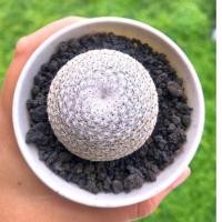 ราคา Mammillaria​ Pseudoperbella แมมนกฮูกซูโด แมมนกฮูกหนามดำ แมมนกฮูก นกฮูกแคคตัส (5546986160)
