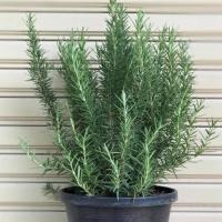 ราคา ต้นโรสแมรี่ สมุนไพรฝรั่ง Rosemary จัดส่งพร้อมกระถาง 8 นิ้ว ลำต้นสูง 30 ซม (8172032780)