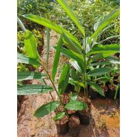 ราคา เร่วหอม ZINGIBERACEAE สมุนไพร​ไทย (8679263893)