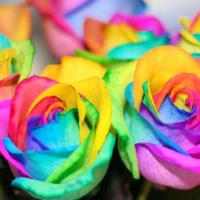 ราคา เมล็ดกุหลาบสีรุ้ง (6336461)