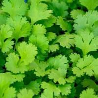 ราคา 1100 เมล็ด ผักชี ผักชีลา ผักหอมป้อม ผักหอมน้อย ผักหอม Non-GMO Cilantro Coriander สายพันธุ์ มั่นคง (29892841060)