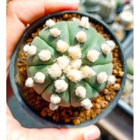 ราคา แอสโตรไฟตัม แอสทีเรียส โออิโบะ (Astrophytum asterias Ooibo) (23866896758)