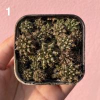 ราคา ยิมโนคาไลเซียมพอท Gymnocalycium (6872069242)