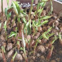 ราคา 2 หัว ว่านเพชรกลับ Boesenbergia thorelii เชื่อว่าทำให้คงกระพันชาตรีและป้องกันคุณไสย พร้อมปลูก (9153126341)
