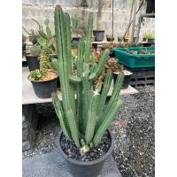 ราคา ยูโฟเบียบอร์เรน (Euphorbia Boranensis) ตัดสด (18576784716)