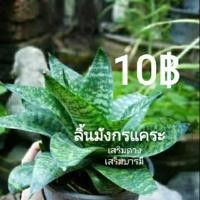 ราคา ลิ้นมังกรแคระ #ไม้ฟอกอากาศ (15057420143)