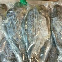 ราคา ปลานิลส้ม........... (22614289866)