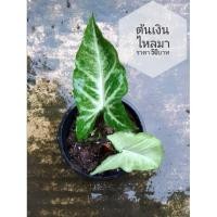 ราคา เงินไหลมา ,ต้นเงินไหลมา (2707809131)