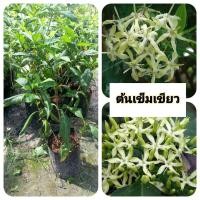 ราคา ต้นเข็มเขียว เข็มเขียว บุหงารำไป (42253820500)