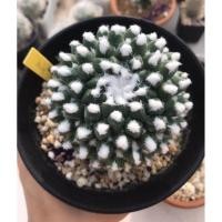 ราคา แมมอิรุซามุ แมมมิลลาเรีย อิรุซามุไร้หนาม (Mammillaria bucareliensis "Erusamu" ( แมมมิลลาเรีย บูคาเรเลียนซิส 'อิรุซามุ') (3289229393)